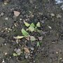 Poorly spinach