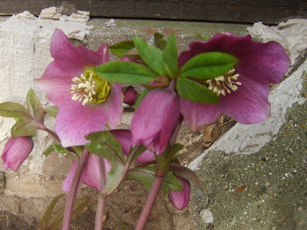 hellebore (hellebore)