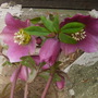 Floweres_002