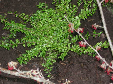 Lonicera nitida next to Hamamelis 'Rubin' (Lonicera nitida (Shrubby honeysuckle))