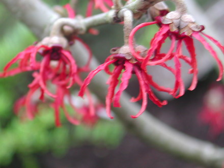 Hamamelis 'Rubin' flowers (Hamamelis x intermedia (Witch hazel))