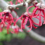 Hamamelis x intermedia (Witch hazel)