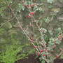 New_group_of_hamamelis_etc