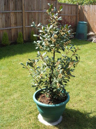 Bay (Laurus nobilis)