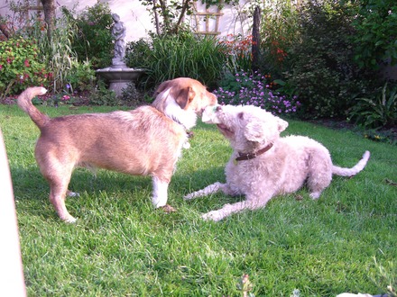 Pooch's Playground
