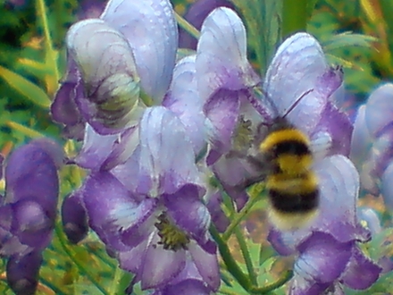 busy bee (aconitum (monkshood))