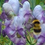 busy bee (aconitum (monkshood))