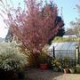 April Garden.   (Aronia (chokeberry) cherry (Kansan) Spirea (Bridal Reath).)