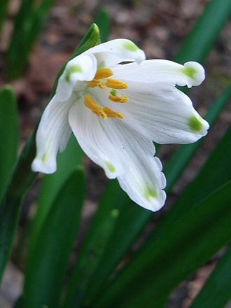 Leucojum aestivum (Leucojum aestivum)