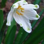 Leucojum aestivum