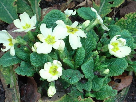 Primula vulgaris (Primula vulgaris)