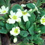 Primula vulgaris
