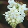 Ribes_sanguineum___white_icicle_