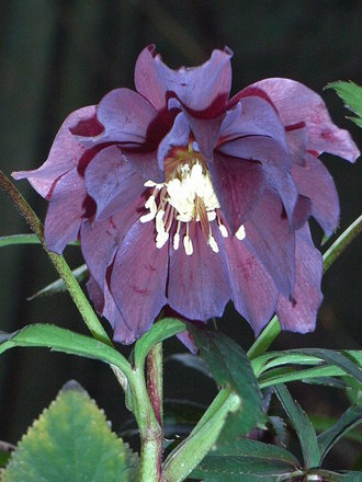 Helleborus orientalis 'Harvington Double Purple' (Helleborus orientalis 'Harvington Double Purple')