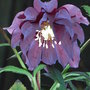 Helleborus orientalis 'Harvington Double Purple'