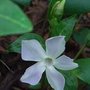 Vinca_difformis