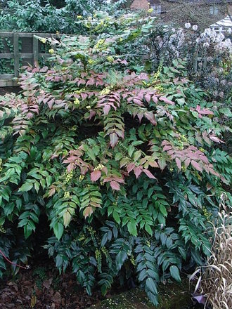 Mahonia japonica 1 (Mahonia japonica)