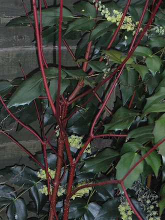 Mahonia japonica 2 (Mahonia japonica)