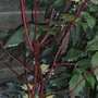 Mahonia_japonica_2
