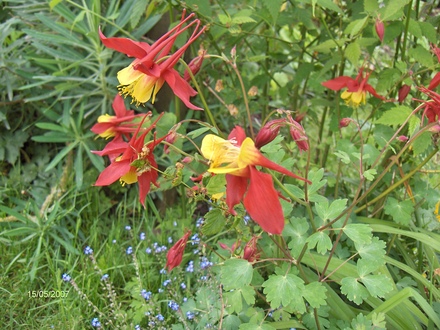 A garden flower photo