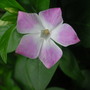Vinca_jenny_pye_flower