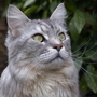 Sylvester