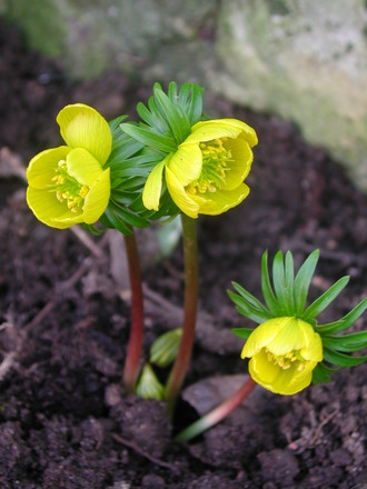 Winter Aconites (Eranthis cilicica)