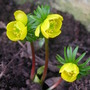 Aconites