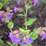 Pulmonaria 'Blue Ensign' (Pulmonaria)