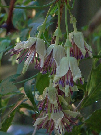 Clematis napaulensis (Clematis napaulensis)