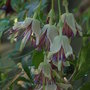 Clematis_napaulensis