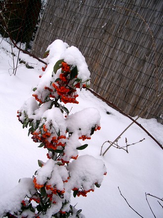Pyracantha in snow Jan 2008 (Pyracantha angustifolia (Fire Thorn))