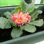 Primula variabilis