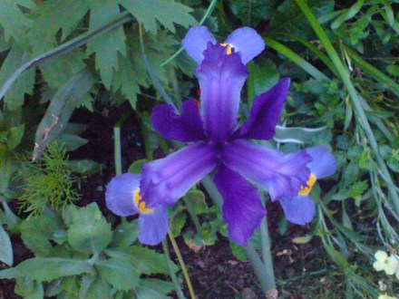 Iris