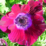 Anemone (Anemone blanda (Anemone))