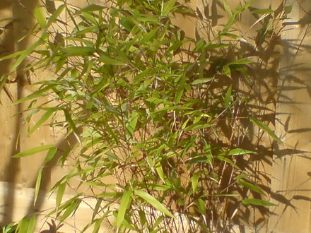 Bamboo (Phyllostachys nigra (Black bamboo))