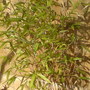 Dsc00217