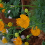 Trollius_chinensis_golden_queen__0704_01