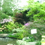 A garden flower photo
