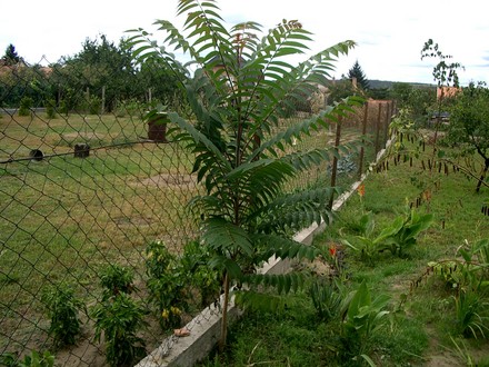 A garden flower photo (Ailanthus altissima (Tree of heaven))
