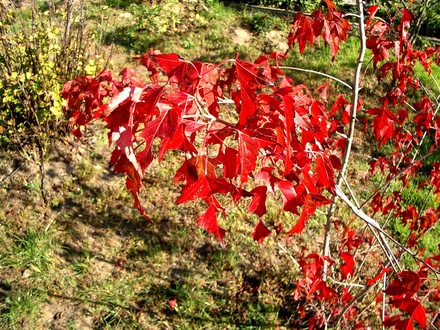 Autumn colour (Acer ginnala)