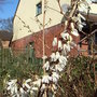 Abeliophyllum distichum (Abeliophyllum distichum)