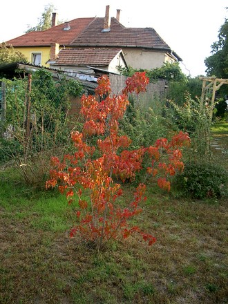 A garden flower photo (Acer ginnala)