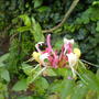pink honeysuckle  (Lonicera periclymenum (Honeysuckle))