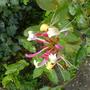 pinky honeysuckle (Lonicera periclymenum (Honeysuckle))