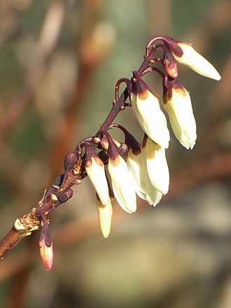 Abeliophyllum distichum - close-up (Abeliophyllum distichum)