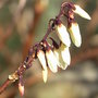 Abeliophyllum distichum - close-up (Abeliophyllum distichum)