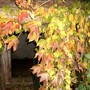 Boston Ivy (Parthenocissus tricuspidata (Boston ivy))