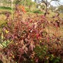 Dogwood in Autumn (Cornus Sibirica)