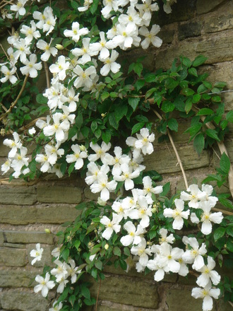 Clematis montana (Clematis montana)